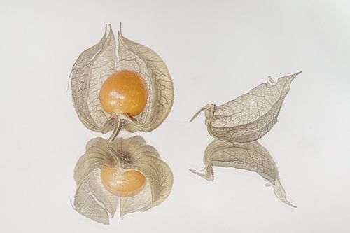 De oranje Goudbes in een open huls met een los blaadje