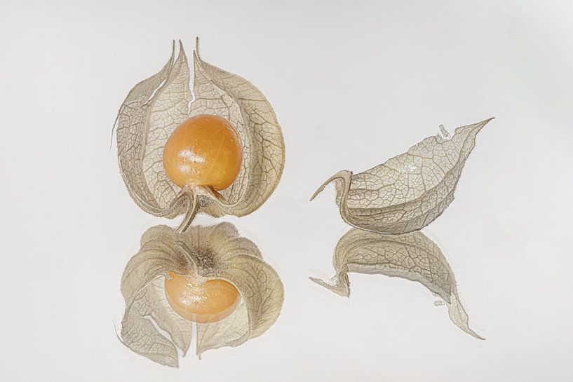 Orange Goldberry in an open sleeve with a loose leaf by Marjolijn van den Berg