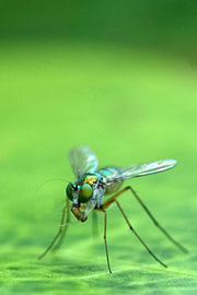 Gros plan extrême sur une proie métallique à longues pattes se nourrissant d'une mouche sur cr8image