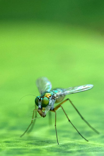 Metallisch glänzende, langbeinige, fliegenfressende Beute – Makro-Extremnahaufnahme