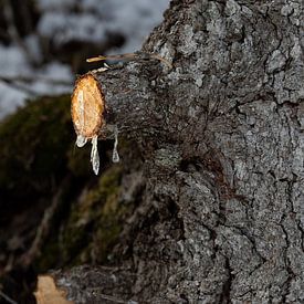 Des larmes de sur Inner Horizon