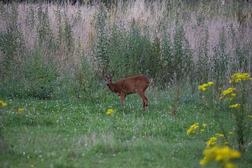 Deer by Maaike Krimpenfort