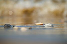 Muscheln am Strand von Texel von Jan