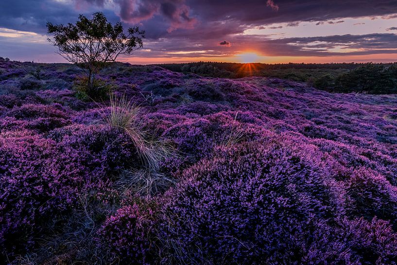 Blühende Heide 14 von peterheinspictures