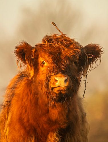 Scottish highland cow calf