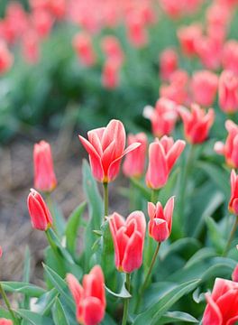 Analoge foto van rode tulpen in Nederland van Alexandra Vonk