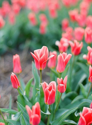 Analogue photo of red tulips in the Netherlands
