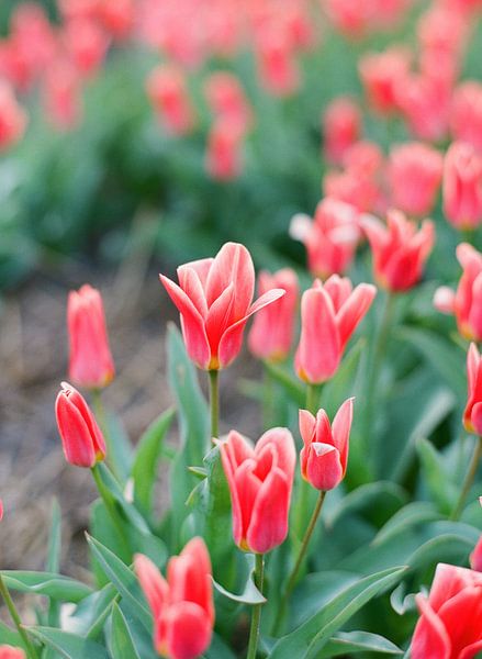 Analogue photo of red tulips in the Netherlands by Alexandra Vonk