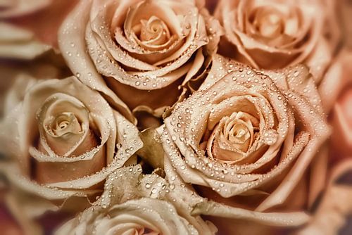 Elegante Rozen - Roségoud