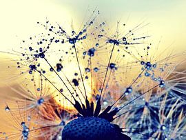 Pusteblume im Sonnenuntergang von Julia Delgado