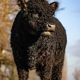 Young Galloway bull in the winter sunshine by Frans-Jan Snoek