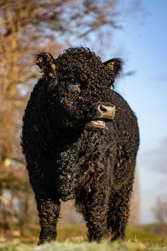 Young Galloway bull in the winter sunshine