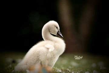 swan by Bart van Mastrigt