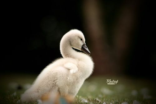 cygne