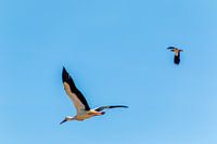 ooievaar in vlucht tegen blauwe lucht
