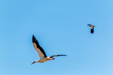 Storch im Flug gegen blauen Himmel von Frank Ketelaar