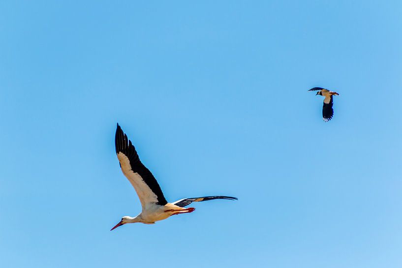 Cigogne en vol contre le ciel bleu par Frank Ketelaar