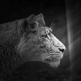 Afrikaanse leeuw in het ochtendzonnetje van Patrick Löbler