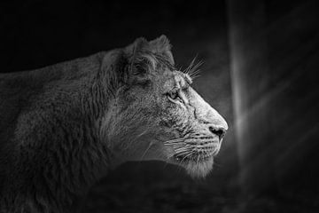 Afrikanischer Löwe in der Morgensonne. von Patrick Löbler