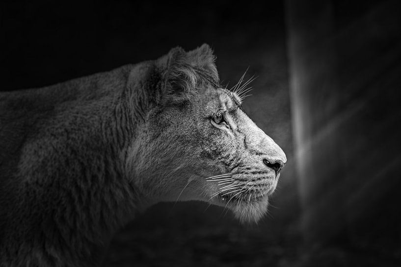 African lion in the morning sun. by Patrick Löbler
