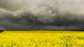 Rape seed field Groningen by Corinne Welp