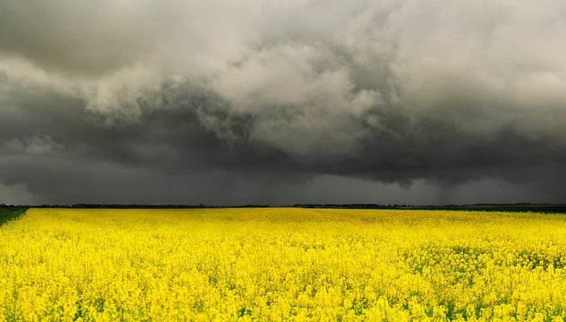 Rape seed field Groningen by Corinne Welp