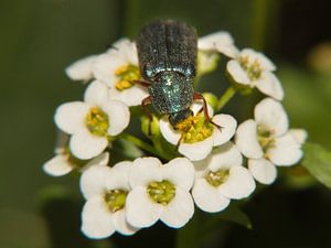 Pollenfressendes Insekt von Arie Maasland