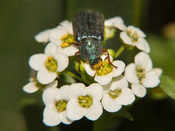 Insect genietend van stuifmeel van Arie Maasland