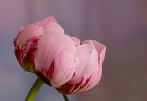 Soft Elegance – Blush Tulip
