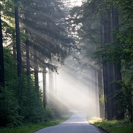 Magische zonnestralen in de Veluwe van Marieke Smetsers