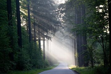 Magische zonnestralen in de Veluwe van Marieke Smetsers