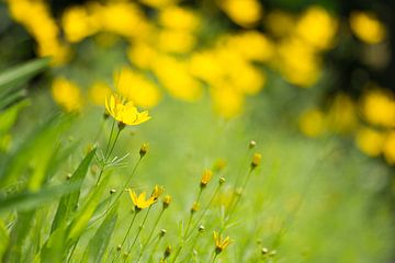 Gelbe Blumen mit geringer Tiefenschärfe, Heiteres und verträumtes Blumenfoto
