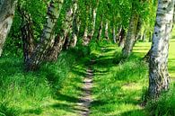 May Birches by Ostsee Bilder thumbnail