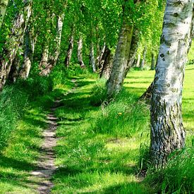 May Birches by Ostsee Bilder