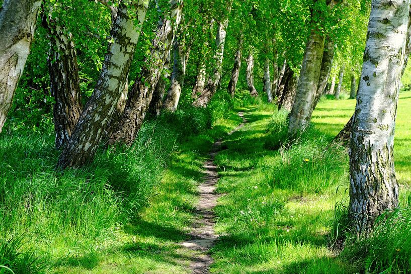 May Birches by Ostsee Bilder