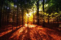 Herfst Tafereel