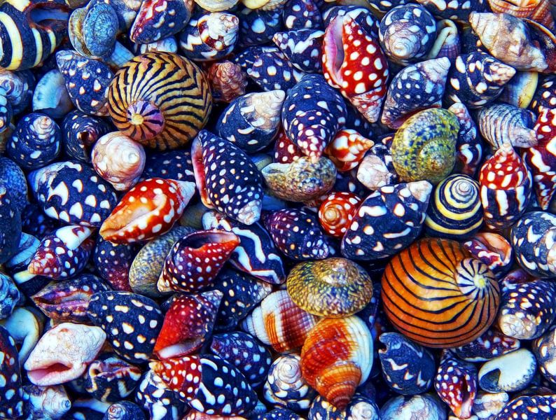 Snail-City (Schelpen en Slakkenhuizen) van Caroline Lichthart