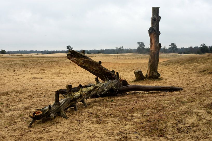 Dood hout op een zandverstuiving van Gerard de Zwaan