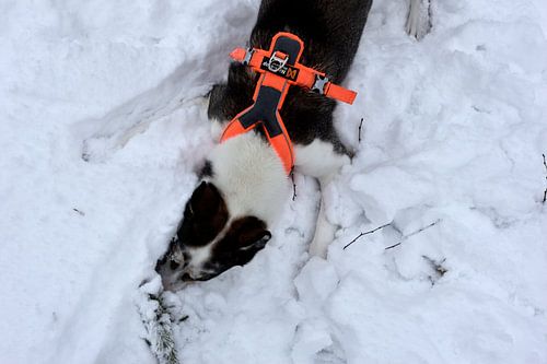 Wil je met me spelen?