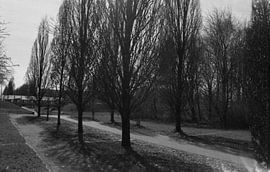 Bomen aan een weg von Melvin Meijer