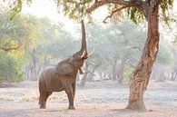 Elefant im stimmungsvollen, magischen Wald von Anja Brouwer Fotografie Miniaturansicht