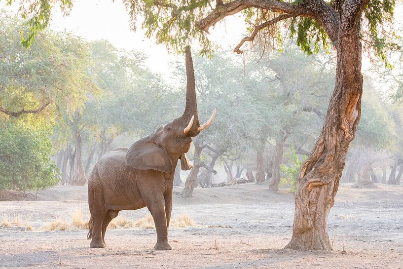 Elefant im stimmungsvollen, magischen Wald von Anja Brouwer Fotografie