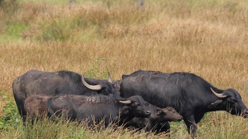 Herd of water buffalo