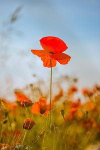 Poppy - poppy in summer
