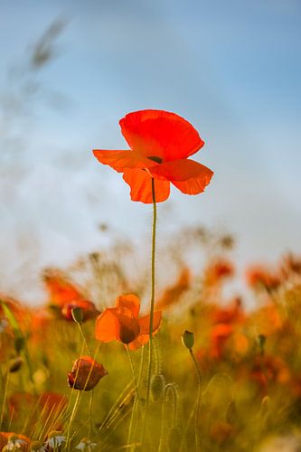 Klaproos - papaver in de zomer