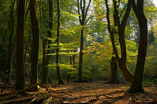 Light in the Speulderbos