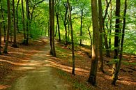 Forest by Ostsee Bilder thumbnail