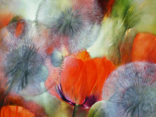 Dandelions with red poppies by Annette Schmucker