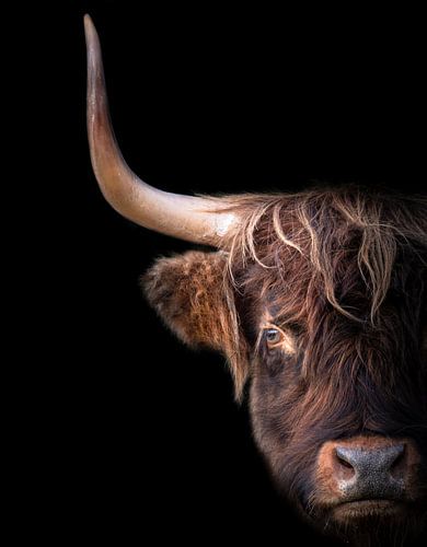 Scottish Highlander by Karel Ton