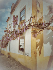 Violet Wisteria on Traditional Home in Obidos, Portugal by Hecate Pim